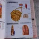 ATLAS DE ANATOMIE