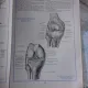 ATLAS DE ANATOMIE UMANA - MIRCEA IFRIM  VOL.I+II