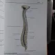 ATLAS DER ANATOMIE DES MENSCHEN - BERTOLINI  2 VOLUME (ATLAS DE ANATOMIA OMULUI)