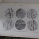 Atlas der menschlichen und tierischen haare - W. Waldeyer  (Atlas. Structura similara a fibrelor de par animal si uman)