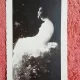 Carte postala, reproducere dupa tabloul Nud/Grigorescu, 1937