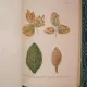 CHIRILEI / BARBAT / PUSCAS / COJENEANU - FIZIOLOGIA PLANTELOR (1964)