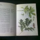 CUNOASTEREA SI FOLOSIREA PLANTELOR MEDICINALE, CARTE IN LIMBA GERMANA