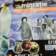 Deplasare si migratie pe uscat, in apa, in aer  vol.4