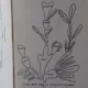 ETAPE IN EVOLUTIA REGNULUI VEGETAL - GH. MOHAN