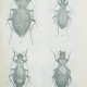 FAUNA REPUBLICII POPULARE ROMANE , INSECTA , VOL. X , FASCICULA 2 : FAMILIA CARAIDAE , DE S. PANIN
