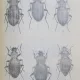 FAUNA REPUBLICII POPULARE ROMANE , INSECTA , VOL. X , FASCICULA 2 : FAMILIA CARAIDAE , DE S. PANIN