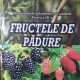 Fructele de padure - Gherghel Mihai Partea a III-a