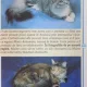 GHID PRACTIC CAINI & PISICI. RASELE SI VARIETATILE CELE MAI CUNOSCUTE