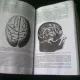 GRAY'S ANATOMY  (ANATOMIA LUI GRAY, TEXT IN LIMBA ENGLEZA)