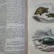 Histoire Naturelle de Lacépède (Tome I)  -  Bernard-Germain de Lacépède