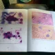 INTRODUCERE IN ONCOLOGIA COMPARATA - NICOLAE MANOLESCU