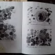 INTRODUCERE IN ONCOLOGIA COMPARATA - NICOLAE MANOLESCU