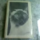 LES CHATS DANS LE BEFFROY - DOREEN TOVEY  (CARTE IN LIMBA FRANCEZA)