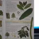 Les plantes aromatiques eu medicinales - Lesley Bremness
