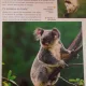 MINUNATA LUME A ANIMALELOR - DR. DONALD MOORE