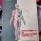 N. Santa, E. Sanielevici, V. Anghelescu - Anatomia si fiziologia omului