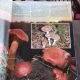 NATURE'S SECRET WORLD. THE HIDDEN MYSTERIES OF PLANTS & ANIMALS  (MISTERELE ASCUNSE ALE LUMII PLANTELOR SI ANIMALELOR)