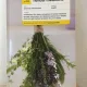 Nina Nissen - Herbal Medicine