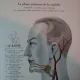 NOTRE VIE SEXUELLE - FRITZ KAHN  (CARTE IN LIMBA FRANCEZA)