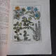 Plantele medicinale - Ioan Roventa
