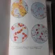 Reproductia animalelor domestice - N. Luca 2 volume