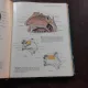 SOBOTTA, ATLAS OF HUMAN ANATOMY  VOL.I  (CARTE UIN LIMBA EMGLEZA)