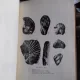 STUDII GEOLOGICE IN PARTEA MEDIANA A ZONEI RESITA-MOLDOVA NOUA (BANAT) - V. MUTIHAC
