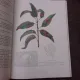 Tratat de fitopatologie agricola - E. Radulescu  vol.IV