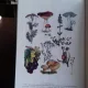 UNIVERSUL PLANTELOR - CONSTANTIN PARVU