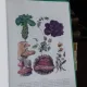 UNIVERSUL PLANTELOR - CONSTANTIN PARVU
