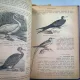 ZOOLOGIE ILUSTRATA - ALOIS POKORNY